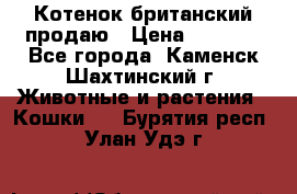 Котенок британский продаю › Цена ­ 3 000 - Все города, Каменск-Шахтинский г. Животные и растения » Кошки   . Бурятия респ.,Улан-Удэ г.